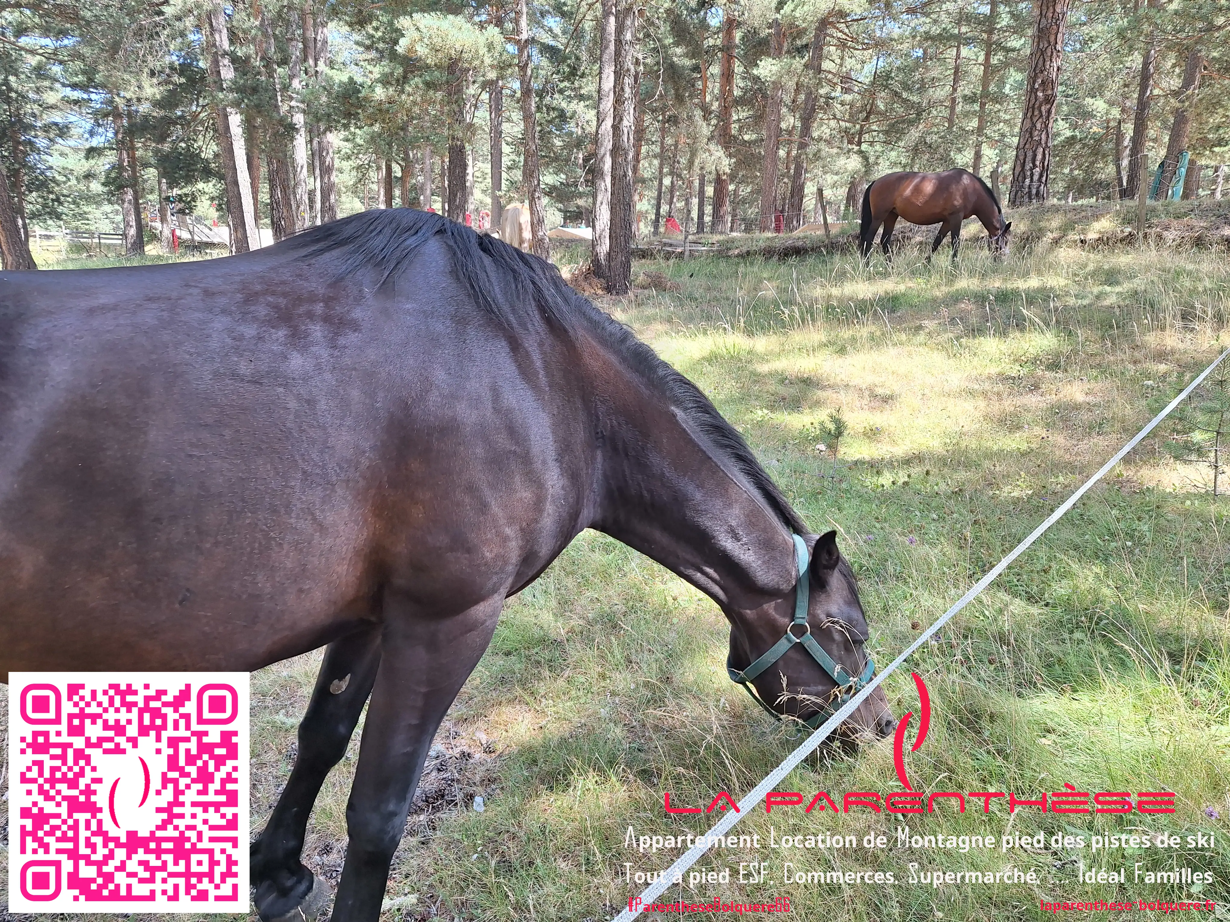 Prenez le temps d'admirez les animaux de la forêt comme ici les chevaux à Matemale