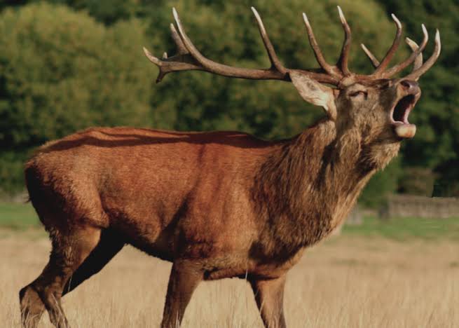 Venez écouter le brame du cerf à bolquère