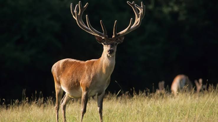 Ballade dans la forêt de Font-Romeu pour écouter le brame du cerf