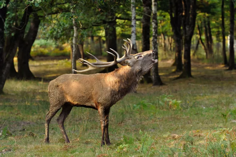 Prenez le temps d'admirez les animaux de la forêt comme ici le brame du cerf à Matemale